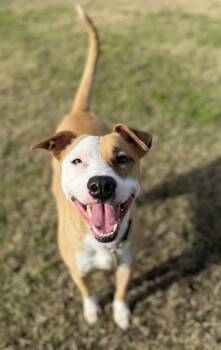 Rescue American Staffordshire Terrier Dogs for Adoption in Tulare, California - Lucille | PetCurious