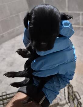 JADE -  Terrier Dog for Adoption in San Antonio, Texas - JADE | PetCurious