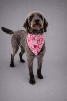 Poodle and Mixed Breed Dogs Available for Adoption - Lacy | PetCurious