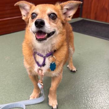Freddie Mercury -  Chihuahua Dog for Adoption in West Palm Beach, Florida - Freddie Mercury | PetCurious