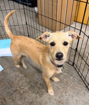 Togi -  Terrier Dog for Adoption in Seattle, Washington - Togi | PetCurious
