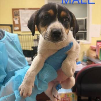 Hound and Mixed Breed Dogs Available for Adoption - Gordo | PetCurious