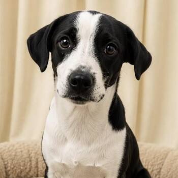 Oreo -  Labrador Retriever Dog for Adoption in Albany, New York - Oreo | PetCurious