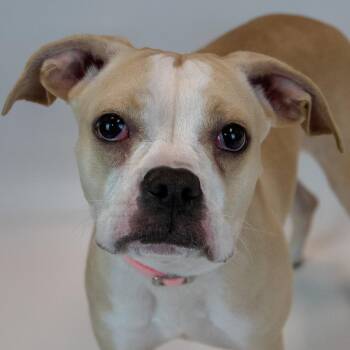 Amanda -  Boxer Dog for Adoption in Kennesaw, Georgia - Amanda | PetCurious