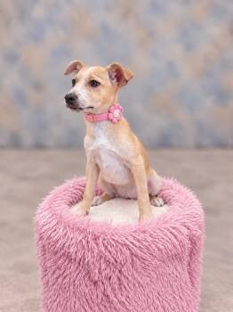 Neza -  Chihuahua and Terrier Dog for Adoption in Helotes, Texas - Neza | PetCurious