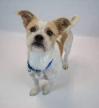 Rescue Terrier Dogs for Adoption in Kennesaw, Georgia - Alfie | PetCurious