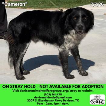Cameron -  Mixed Breed Dog for Adoption in Denison, Texas - Cameron | PetCurious
