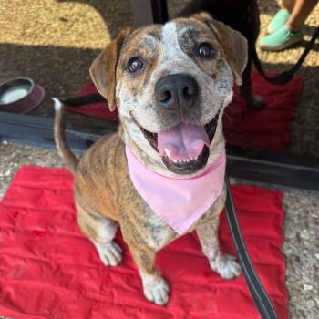 Kylo -  Pit Bull Terrier Dog for Adoption in North Richland Hills, Texas - Kylo | PetCurious