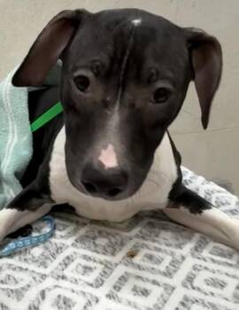 Molokai -  Pit Bull Terrier and Cardigan Welsh Corgi Dog for Adoption in Honolulu, Hawaii - Molokai | PetCurious