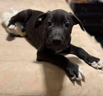 Rescue Mixed Breed Dogs for Adoption in Northwood, New Hampshire - Inky | PetCurious
