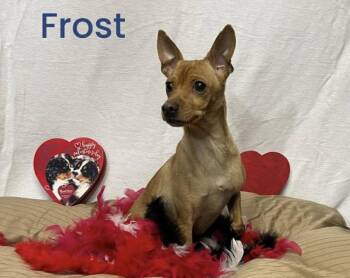 Frost -  Chihuahua and Miniature Pinscher Dog for Adoption in Newport, New Hampshire - Frost | PetCurious