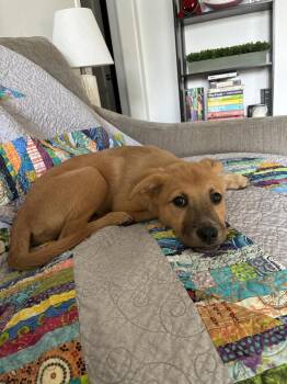 Alma -  Cattle Dog and Shepherd Dog for Adoption in Denver, Colorado - Alma | PetCurious