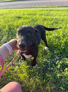 Maxi -  Pit Bull Terrier Dog for Adoption in Carmel Hamlet, New York - Maxi | PetCurious