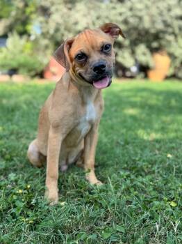 Pecan -  Pug and Beagle Dog for Adoption in Helotes, Texas - Pecan | PetCurious