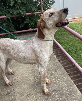 Cobbler -  Coonhound Dog for Adoption in Raleigh, North Carolina - Cobbler | PetCurious
