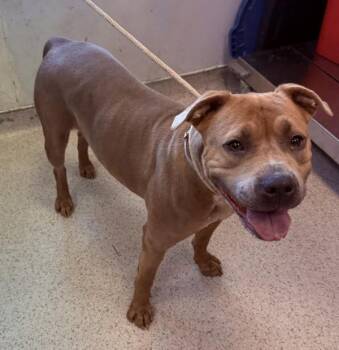Sea Breeze -  Mixed Breed Dog for Adoption in New York, New York - Sea Breeze | PetCurious