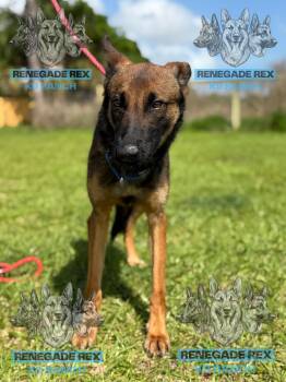 Juneau -  German Shepherd Dog and Belgian Shepherd Malinois Dog for Adoption - Juneau | PetCurious