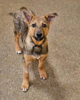 Rescue Shepherd Dogs for Adoption in Broken Arrow, Oklahoma - Tex | PetCurious