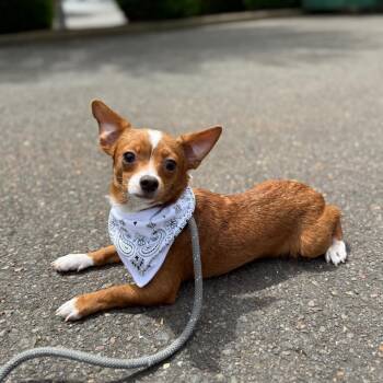Tike -  Chihuahua and Mixed Breed Dog for Adoption in Newberg, Oregon - Tike | PetCurious