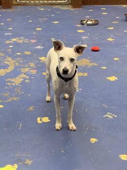 Minnie -  Husky and Chihuahua Dog for Adoption in Towanda, Pennsylvania - Minnie | PetCurious