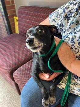 Princess -  Chihuahua and Terrier Dog for Adoption in Troy, Ohio - Princess | PetCurious