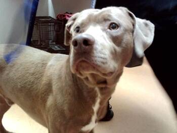 MAX -  Pit Bull Terrier and Mixed Breed Dog for Adoption in Martinez, California - MAX | PetCurious