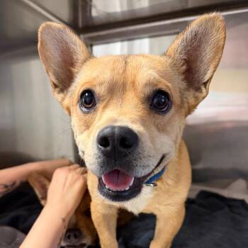 Pizza Hut -  Mixed Breed Dog for Adoption in Palm Springs, California - Pizza Hut | PetCurious