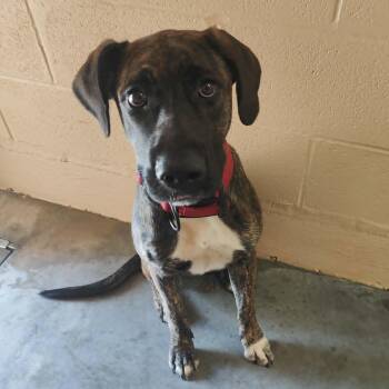 Jolene -  Labrador Retriever Dog for Adoption in Manchester, Tennessee - Jolene | PetCurious