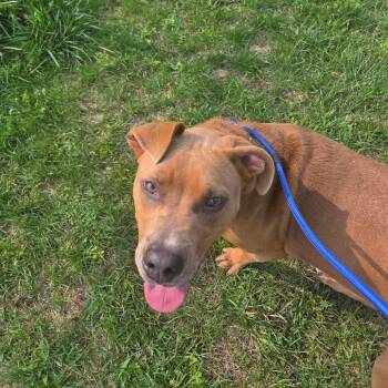 Silo -  Mixed Breed Dog for Adoption in Binghamton, New York - Silo | PetCurious