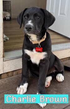 Labrador Retriever and Great Pyrenees Dogs Available for Adoption in Southlake, Texas - Charlie Brown | PetCurious