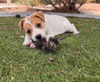 Terrier and Mixed Breed Dogs Available for Adoption in Henderson, Nevada - Cheeto | PetCurious