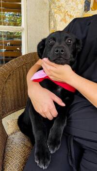 Pit Bull Terrier and Labrador Retriever Dogs Available for Adoption in Princeton, Massachusetts - Rea | PetCurious