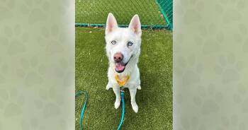 Calypso -  Mixed Breed Dog for Adoption in Weaverville, North Carolina - Calypso | PetCurious