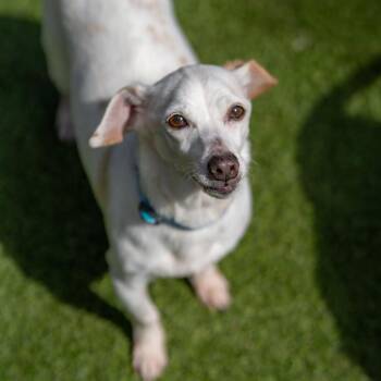 Chihuahua and Dachshund Dogs Available for Adoption in Gainesville, Georgia - Jewel | PetCurious
