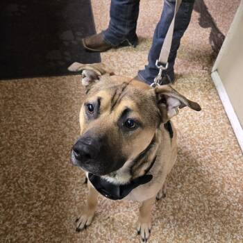 Tank -  Pit Bull Terrier and German Shepherd Dog Dog for Adoption in Chehalis, Washington - Tank | PetCurious