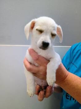 Snow -  Chihuahua and Mixed Breed Dog for Adoption in Beatrice, Nebraska - Snow | PetCurious