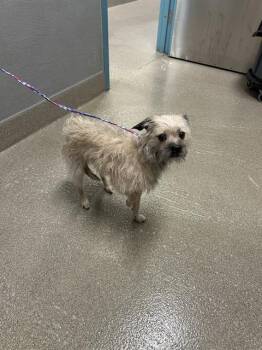 RUMBLE -  Terrier Dog for Adoption in Las Vegas, Nevada - RUMBLE | PetCurious