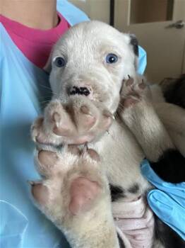 DOPEY -  Terrier Dog for Adoption in San Antonio, Texas - DOPEY | PetCurious