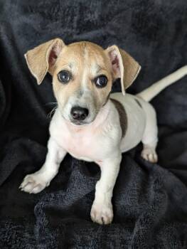 Momo -  Dachshund and Jack Russell Terrier Dog for Adoption in Baton Rouge, Louisiana - Momo | PetCurious