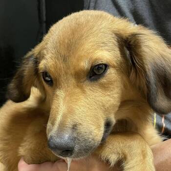 Taylor -  Australian Shepherd and Mixed Breed Dog for Adoption in Calverton, New York - Taylor | PetCurious