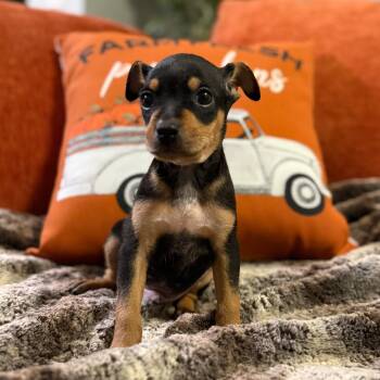 Rescue Cattle Dog and Chihuahua Dogs for Adoption in Cedar Park, Texas - AJ | PetCurious