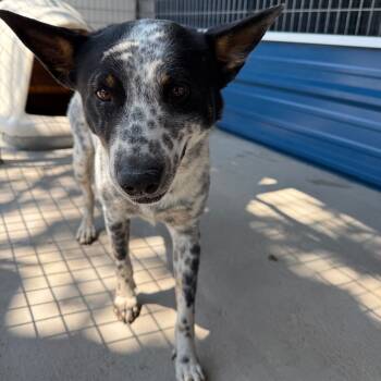 Rescue Australian Cattle Dog Blue Heeler Dogs for Adoption in Floresville, Texas - Spookie | PetCurious
