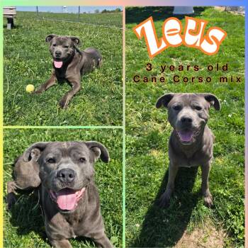 Cane Corso Dogs Available for Adoption in Franklin, Indiana - Zeus | PetCurious