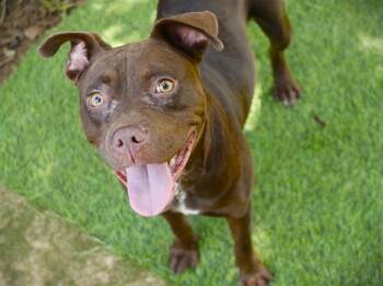 FRAN -  Staffordshire Bull Terrier and Mixed Breed Dog for Adoption in Tallahassee, Florida - FRAN | PetCurious