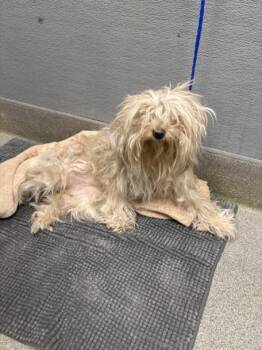 Maltese Dogs Available for Adoption in Las Vegas, Nevada - POOF | PetCurious