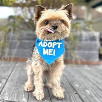 Puffin -  Yorkshire Terrier Dog for Adoption in Pacific Grove, California - Puffin | PetCurious