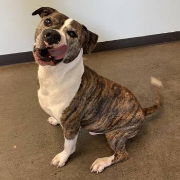 Rescue Mixed Breed Dogs for Adoption in Mishawaka, Indiana - Roscoe | PetCurious