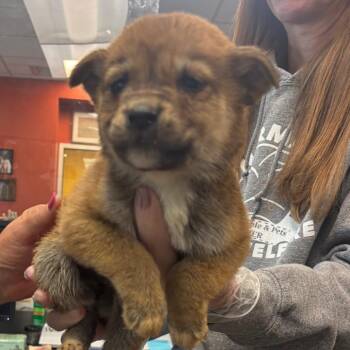 Great Pyrenees and Shepherd Dogs Available for Adoption - Summit | PetCurious