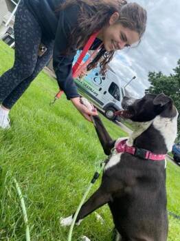 Sugar -  Terrier and Hound Dog for Adoption in Bridgewater, New Jersey - Sugar | PetCurious