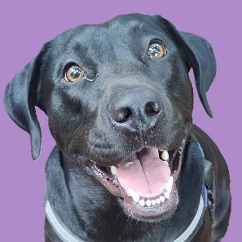 Rescue Labrador Retriever Dogs for Adoption in Savannah, Georgia - Blackie | PetCurious